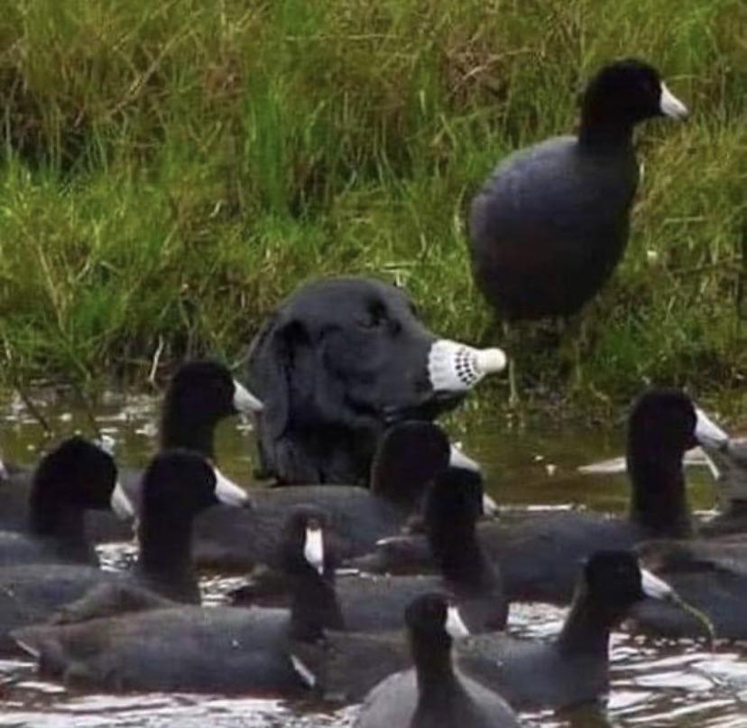Dog camouflaged among ducks with a badminton bird on itsnose.